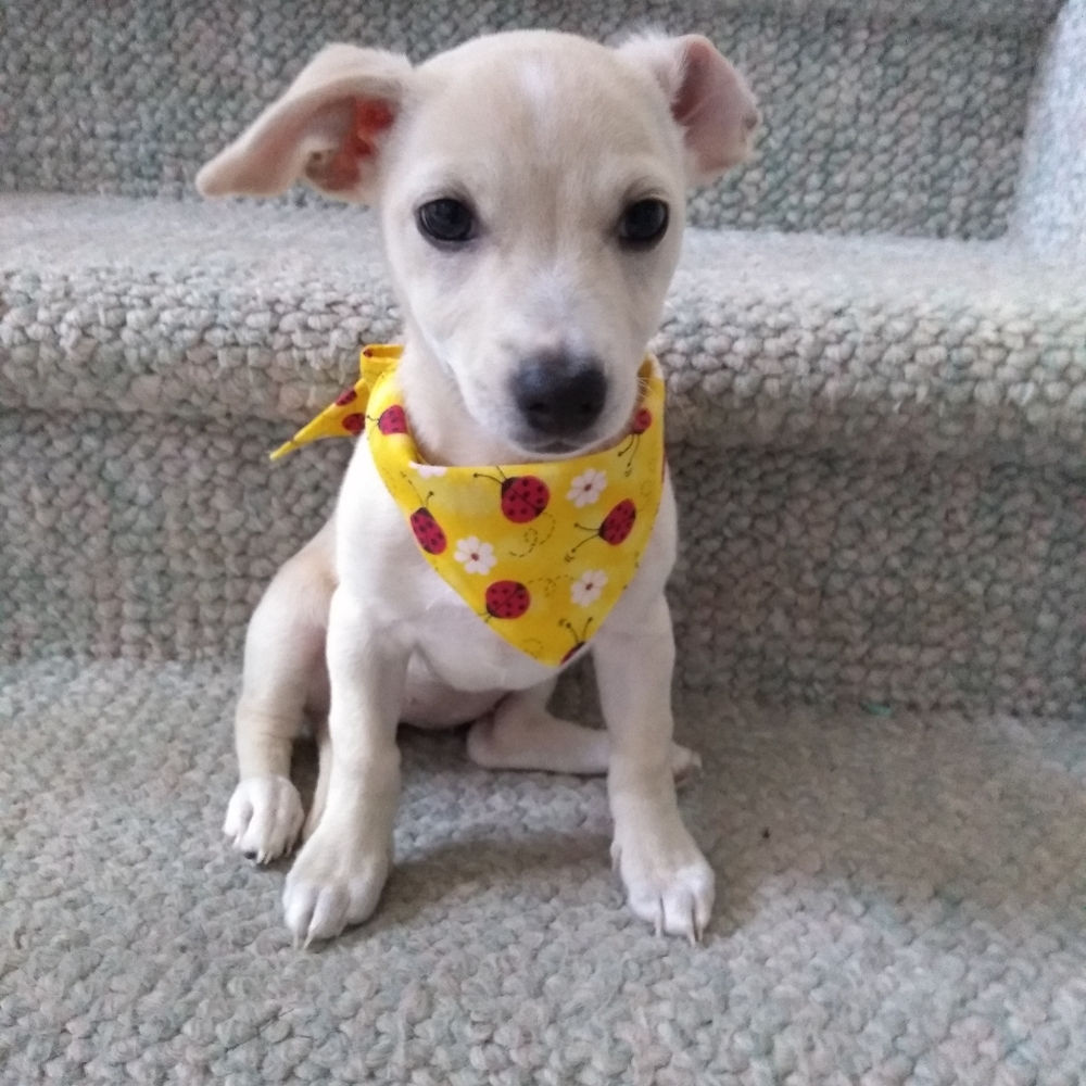 NWOT Dogs bandana new small